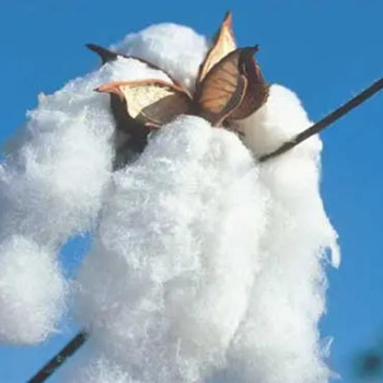 长绒棉和纯棉有什么差别，长绒棉面料的优点和缺点