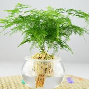 文竹怎么养才能更旺盛，文竹最怕三种水
