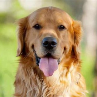 导盲犬是怎么知道主人去的地方，导盲犬多少钱一只