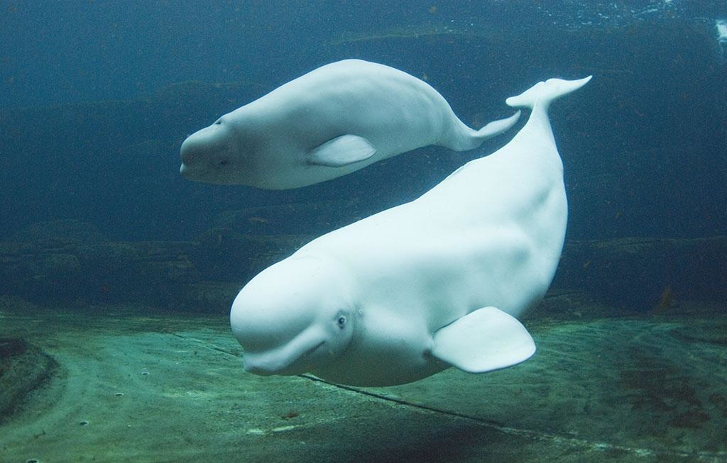 白鲸对人吐水代表什么，白鲸为什么喜欢跃起吓人