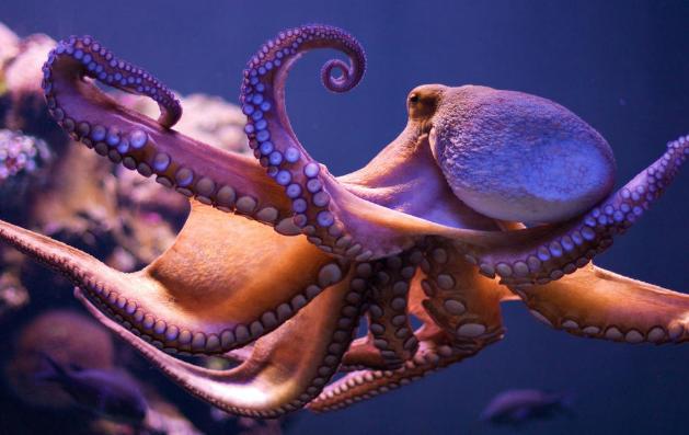 章鱼有几个心脏几个大脑，章鱼智商有多可怕