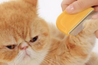 猫为什么听到梳子声音会吐，猫不让梳毛一看梳子就怒了