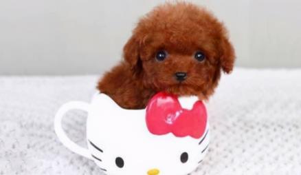 茶杯犬价格多少钱一只，茶杯犬一般能活多久